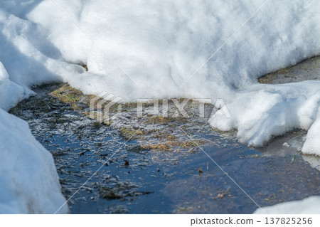 Snow melts visibly. Close shot of thawing snow. Detailed view of melting snow and soil. Magnified image capturing intricate details of melting snow and soil textures Snow melts visibly. Close shot of thawing snow. Detailed view of melting snow and soil. Magnified image capturing intricate details of melting snow and soil textures 137825256