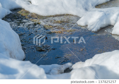 Snow reveals water. Early spring scene with cool blue tones and shimmering water. Close examination of melting snow revealing sparkling water beneath soft snow banks in spring 137825257