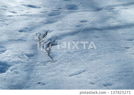 Simple winter scene. Ice crystals with gentle shadows. Elegant frost pattern with soft blue tones. Calm snowcovered environment with delicate twig details and tranquil mood Simple winter scene. Ice crystals with gentle shadows. Elegant frost pattern with soft blue tones. Calm snowcovered environment with delicate twig details and tranquil mood 137825271