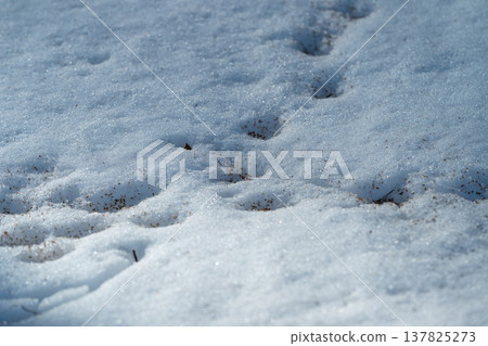 Frosty ground with tracks scattered. Calm winter morning with animal footprints visible. Tranquil woodland edge painted with delicate snow layers and faint footstep impressions 137825273