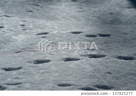 Cold winter scene. Frozen landscape with animal footprints. Snowcovered terrain with subtle animal trail marks. Glittering snow surface showing faint tracks and icy reflections Cold winter scene. Frozen landscape with animal footprints. Snowcovered terrain with subtle animal trail marks. Glittering snow surface showing faint tracks and icy reflections 137825277