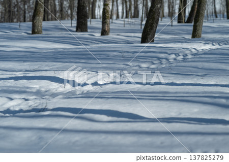 Silent snowy trek. Deserted snowcovered trail amid leafless trees and icy breeze. Isolated ski route traversing stark winter woods with shadowy patterns on frosty snow Silent snowy trek. Deserted snowcovered trail amid leafless trees and icy breeze. Isolated ski route traversing stark winter woods with shadowy patterns on frosty snow 137825279