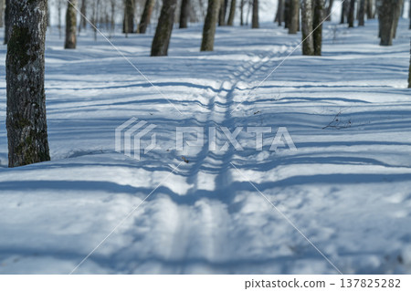 Serene winter trail. Quiet snowcovered woods with ski track patterns. Peaceful winter trail showing delicate shadows and textured bark in silent forest surroundings Serene winter trail. Quiet snowcovered woods with ski track patterns. Peaceful winter trail showing delicate shadows and textured bark in silent forest surroundings 137825282