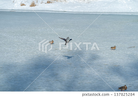 Ducks signal spring. Mallard displays wings over ice. Male duck shows bright feathers above frozen surface. Springtime mallard signals to females with vibrant wing display 137825284