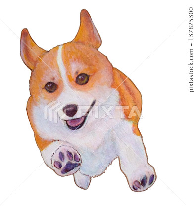 跑Corgi 137825300