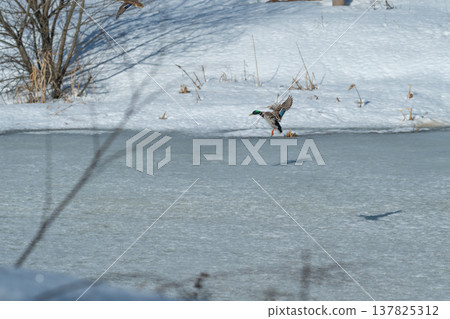 Bird on frozen water. Solitary duck stretches wings at dawn. Mallard stands alone on chilly icy pond surface. Single duck perches on icy water at sunrise with wings spread Bird on frozen water. Solitary duck stretches wings at dawn. Mallard stands alone on chilly icy pond surface. Single duck perches on icy water at sunrise with wings spread 137825312