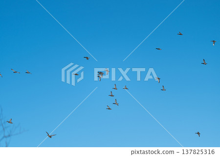 Bright sky accompanies migrating ducks. Flocks of birds cross under vibrant morning sky. Multiple bird families move purposefully across bright sky in early daytime warmth 137825316