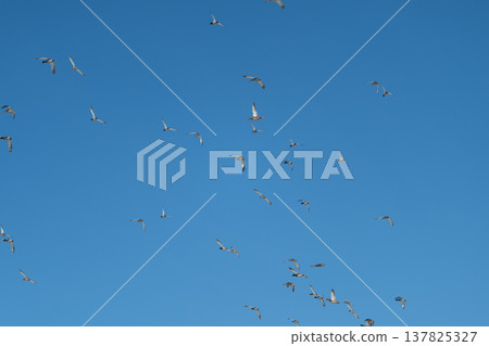 Duck flight melody. Birds glide beneath azure sky. Flocks of waterfowl soar over landscapes at dawn. Migrating ducks traverse vibrant morning sky with scattered formations Duck flight melody. Birds glide beneath azure sky. Flocks of waterfowl soar over landscapes at dawn. Migrating ducks traverse vibrant morning sky with scattered formations 137825327