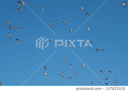 Birds soar brightly. Flock produces lively sky scenes. Elegant waterfowl drift across open blue heavens. Graceful avian creatures traverse vast expanse of sunlit sky above Birds soar brightly. Flock produces lively sky scenes. Elegant waterfowl drift across open blue heavens. Graceful avian creatures traverse vast expanse of sunlit sky above 137825328