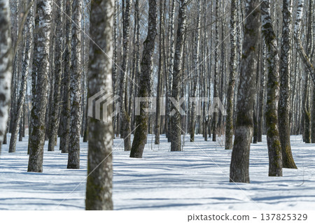 Winter forest scene. Elegant birch trees in winter light with shadow patterns. Serene snowladen woodland showcasing rhythmic vertical birch trunks and subtle shadows Winter forest scene. Elegant birch trees in winter light with shadow patterns. Serene snowladen woodland showcasing rhythmic vertical birch trunks and subtle shadows 137825329
