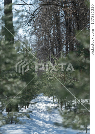 Frozen passage amid trees. Solitary journey through frosted woodland and distant horizon. Silent winter corridor with towering trees and subtle signs of recent footsteps Frozen passage amid trees. Solitary journey through frosted woodland and distant horizon. Silent winter corridor with towering trees and subtle signs of recent footsteps 137825330