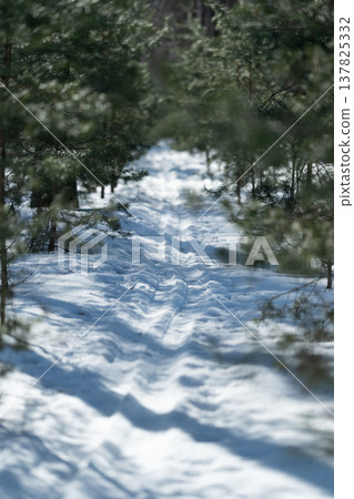 Snowy forest path. Snowcovered trail meandering through dense pine forest light. Frosty snow path winding through towering pines with dappled shadows and blue light 137825332