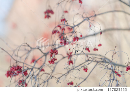 Elegant red berry arrangement against soft backdrop. Minimalist depiction of red berries on pale background highlighting seasonal and winter themes in graphic style Elegant red berry arrangement against soft backdrop. Minimalist depiction of red berries on pale background highlighting seasonal and winter themes in graphic style 137825333