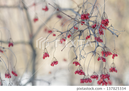 Clusters of red berries provide refuge for animals and nourishment during winter. stems and ripened fruit ensure survival and ecological balance in winter woods Clusters of red berries provide refuge for animals and nourishment during winter. stems and ripened fruit ensure survival and ecological balance in winter woods 137825334