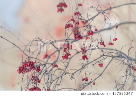 Frosted branches display delicate clusters. berries hang against pastel blurred backdrop. red berries on branches evoke tranquil late season elegance 137825347
