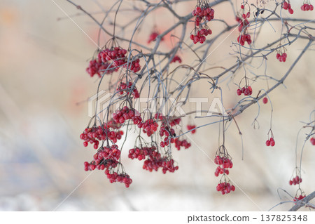 Berry clusters on branches under gentle winter light evoke tranquility. Silent garden scene with snowdusted berries and subtle light creates calm and resilience imagery 137825348
