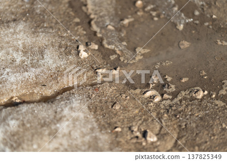 Snow thaws revealing soil patterns. Ice melting exposes tiny spiral shells and soil textures. Decomposing ice uncovers minute spirals and damp soil textures on waterway bed 137825349