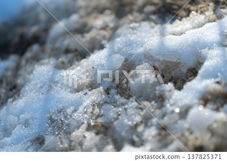 Melting spring snow with sparkling crystals, closeup of icy granules and light, coldtowarm transition, tranquil spring morning texture, roadside micro landscape Melting spring snow with sparkling crystals, closeup of icy granules and light, coldtowarm transition, tranquil spring morning texture, roadside micro landscape 137825371