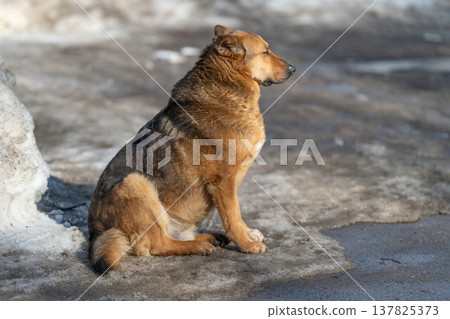 Silent pooch rests in snow. Patient canine remains quiet beside icy snowy pathway in solitude. Lonesome dog sits calmly observing melted road in silent winter tranquility Silent pooch rests in snow. Patient canine remains quiet beside icy snowy pathway in solitude. Lonesome dog sits calmly observing melted road in silent winter tranquility 137825373