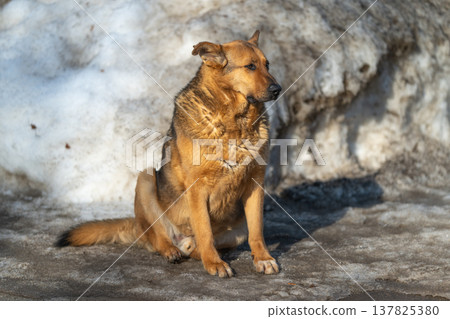 Dog enjoying sunshine. Canine resting in spring warmth. Feral dog lying on melted asphalt with gentle smile. Wild dog soaking up spring sun on thawed street with hopeful gaze Dog enjoying sunshine. Canine resting in spring warmth. Feral dog lying on melted asphalt with gentle smile. Wild dog soaking up spring sun on thawed street with hopeful gaze 137825380