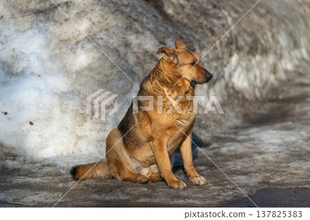 Dog studies snowcovered hillside closely. Alert canine carefully surveys icy landscape. Attentive dog carefully examines snowladen hillside with keen ears and focused eyes Dog studies snowcovered hillside closely. Alert canine carefully surveys icy landscape. Attentive dog carefully examines snowladen hillside with keen ears and focused eyes 137825383