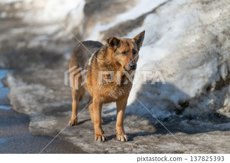 Stray dog standing on thawing snow, alert posture and attentive gaze toward street, brown coat dusted with road salt, melting banks and wet pavement under cool afternoon light Stray dog standing on thawing snow, alert posture and attentive gaze toward street, brown coat dusted with road salt, melting banks and wet pavement under cool afternoon light 137825393
