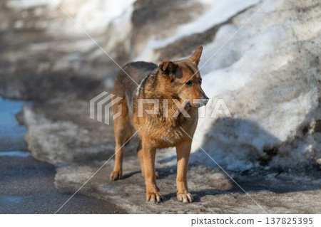 Stray dog navigating melting roadside snow with cautious steps, low posture and wary eyes, cold air visible in breath and gritty pavement underfoot near city curb 137825395