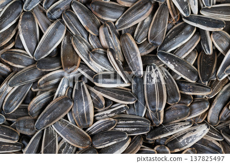 Closeup of salted sunflower seed composition and textures. Detailed imagery of warm roasted sunflower seeds with textured shells and salted coating for food styling 137825497