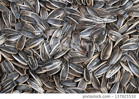 Sunflower seed closeup. Closeup of roasted sunflower seeds with shells. Intimate view of densely packed roasted sunflower seeds with salt crust and textured shells Sunflower seed closeup. Closeup of roasted sunflower seeds with shells. Intimate view of densely packed roasted sunflower seeds with salt crust and textured shells 137825510