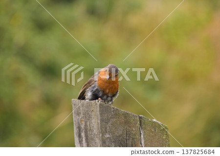 A Robin Perched on a Fence Post in Colchester A Robin Perched on a Fence Post in Colchester 137825684
