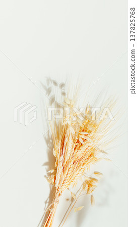 Golden Wheat Ears With Soft Shadow On Light Background with Copy Space Golden Wheat Ears With Soft Shadow On Light Background with Copy Space 137825768