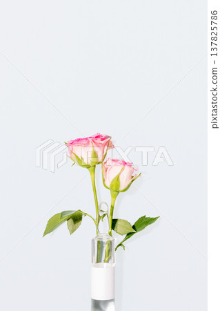 Pink roses placed in clear glass ampoule on soft light background with copy space Pink roses placed in clear glass ampoule on soft light background with copy space 137825786