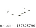 black silhouette flock of birds backlit  Isolate on transparent background PNG file 137825790