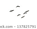 black silhouette flock of birds backlit  Isolate on transparent background PNG file 137825791