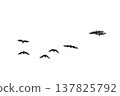 black silhouette flock of birds backlit  Isolate on transparent background PNG file 137825792