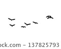 black silhouette flock of birds backlit  Isolate on transparent background PNG file 137825793