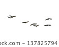 black silhouette flock of birds backlit  Isolate on transparent background PNG file 137825794