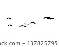 black silhouette flock of birds backlit  Isolate on transparent background PNG file 137825795