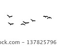 black silhouette flock of birds backlit  Isolate on transparent background PNG file 137825796