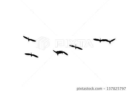 black silhouette flock of birds backlit  Isolate on transparent background PNG file 137825797