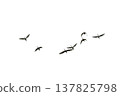 black silhouette flock of birds backlit  Isolate on transparent background PNG file 137825798