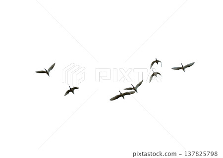 black silhouette flock of birds backlit  Isolate on transparent background PNG file 137825798