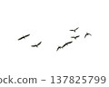 black silhouette flock of birds backlit  Isolate on transparent background PNG file 137825799