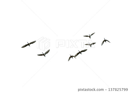 black silhouette flock of birds backlit Isolate on transparent background PNG file black silhouette flock of birds backlit Isolate on transparent background PNG file 137825799
