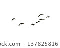 black silhouette flock of birds backlit  Isolate on transparent background PNG file 137825816