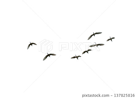 black silhouette flock of birds backlit  Isolate on transparent background PNG file 137825816