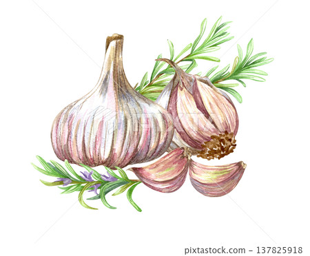 Watercolor realistic garlic. Set with cut garlic and clove of garlic. Hand drawn illustration isolated on white background Watercolor realistic garlic. Set with cut garlic and clove of garlic. Hand drawn illustration isolated on white background 137825918