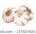 Watercolor realistic garlic. Set with cut garlic and clove of garlic. Hand drawn illustration isolated on white background 137825920