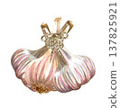 Watercolor realistic garlic. Set with cut garlic and clove of garlic. Hand drawn illustration isolated on white background 137825921