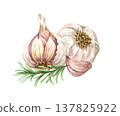 Watercolor realistic garlic. Set with cut garlic and clove of garlic. Hand drawn illustration isolated on white background 137825922